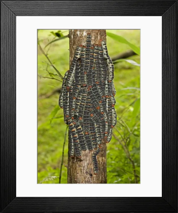 Framed Print : Giant Silk Worm Caterpillars - aggregation of fully grown caterpillars - tropical dry forest - Santa Rosa National Park - group together during the day on trunks - feed on foliage at night - Saturniidae family - Costa Rica Framed Print : Giant Silk Worm Caterpillars - aggregation of fully grown caterpillars - tropical dry forest - Santa Rosa National Park - group together during the day on trunks - feed on foliage at night - Saturniidae family - Costa Rica