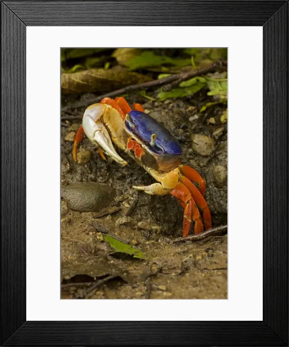 Framed Print : Red Land / Whitespot / Halloween / Moon / Mouthless / Harlequin Land Crab - Costa Rica Framed Print : Red Land / Whitespot / Halloween / Moon / Mouthless / Harlequin Land Crab - Costa Rica