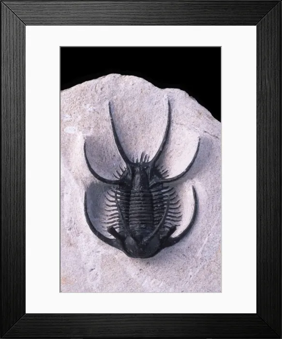 Framed Print : Fossil: Trilobite Ceratarges size: body: 45 mm; total: 72 mm Devonian Morocco Framed Print : Fossil: Trilobite Ceratarges size: body: 45 mm; total: 72 mm Devonian Morocco