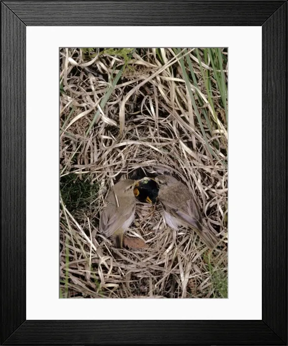 Framed Print : Willow Warbler - at nest with young Framed Print : Willow Warbler - at nest with young