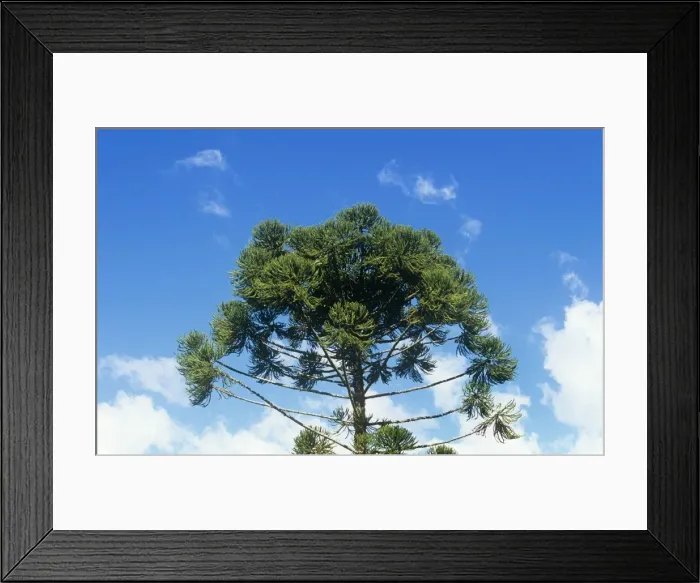Framed Print : Parana Pine Brazil Framed Print : Parana Pine Brazil