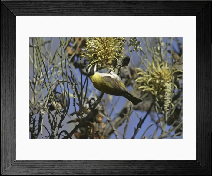 Framed Print : Black-chinned Honeyeater - feeding on Long-leaved Corkwood Hakea suberea. Ormiston Gorge - West MacDonnell National Park - Nthn Territory - Australia Framed Print : Black-chinned Honeyeater - feeding on Long-leaved Corkwood Hakea suberea. Ormiston Gorge - West MacDonnell National Park - Nthn Territory - Australia