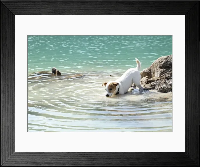 Framed Print : Dog - Jack Russell Terrier - playing in water Framed Print : Dog - Jack Russell Terrier - playing in water