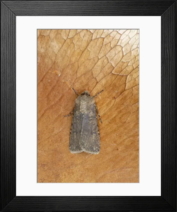 Framed Print : Turnip Moth Agrotis segetum Essex, UK IN000451 Framed Print : Turnip Moth Agrotis segetum Essex, UK IN000451