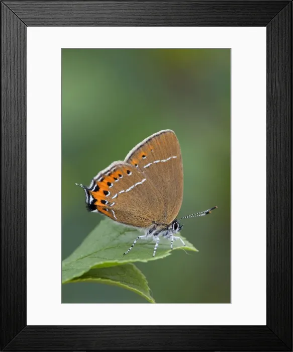 Framed Print : Black Hairstreak Butterfly - on Hawthorn - UK Framed Print : Black Hairstreak Butterfly - on Hawthorn - UK