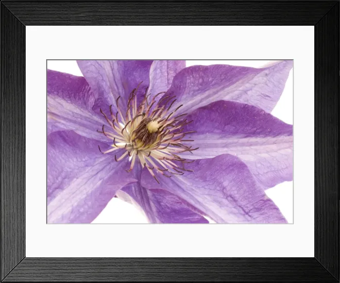 Framed Print : Clematis Flower - on white background Framed Print : Clematis Flower - on white background