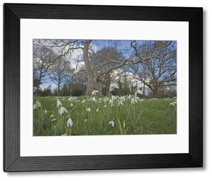 Framed Print : Snowdrops - growing wild in woodland - Essex - UK PL002132