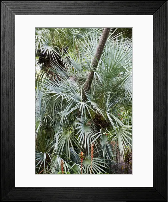 Framed Print : European Fan Palm - Botanical Gardens - Puerto de la Cruz - Tenerife - February Framed Print : European Fan Palm - Botanical Gardens - Puerto de la Cruz - Tenerife - February