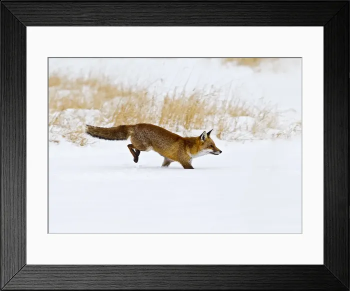 Framed Print : Red Fox - running in snow - controlled conditions 15508