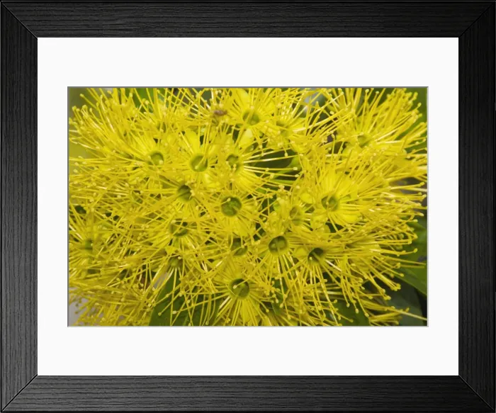 Framed Print : Bright yellow flowers of a Golden Penda tree - in a suburban garden. Note the fruit fly near the top. Prolific nectar production attracts a variety of honeyeaters (Meliphagidae) and lorikeets (Psittacidae) Framed Print : Bright yellow flowers of a Golden Penda tree - in a suburban garden. Note the fruit fly near the top. Prolific nectar production attracts a variety of honeyeaters (Meliphagidae) and lorikeets (Psittacidae)