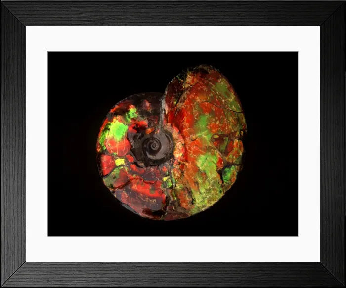 Framed Print : Fossil: Ammonite Placenticeras Bear Paw Formation Diameter : about 22 cm Cretaceous (about - 71 Million years old) Alberta, Canada Framed Print : Fossil: Ammonite Placenticeras Bear Paw Formation Diameter : about 22 cm Cretaceous (about - 71 Million years old) Alberta, Canada