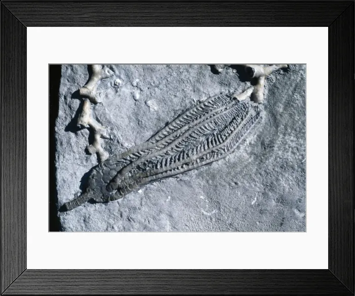 Framed Print : Fossil - Crinoid. Size 5 in. Mississippian (Carboniferrous). Edwardsville Fm. Indiana, USA Framed Print : Fossil - Crinoid. Size 5 in. Mississippian (Carboniferrous). Edwardsville Fm. Indiana, USA