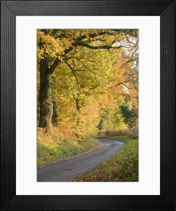 Framed Print : Country Lane at autumn - Felbrigg Norfolk - UK Framed Print : Country Lane at autumn - Felbrigg Norfolk - UK