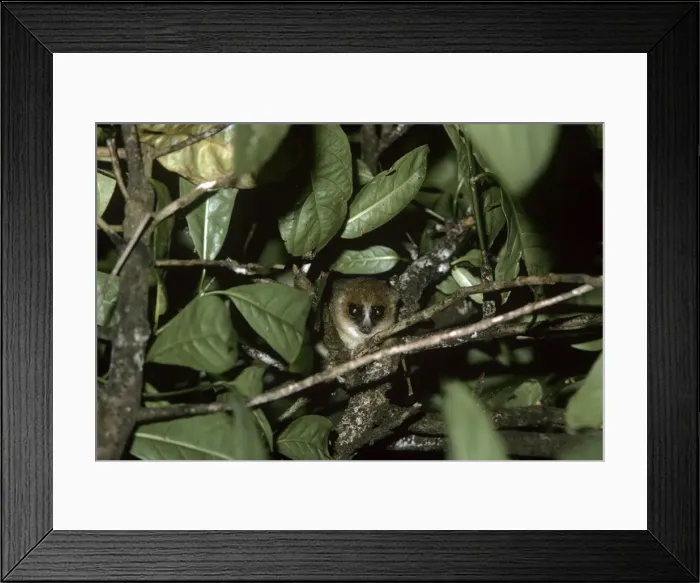 Framed Print : Mouse Lemur Framed Print : Mouse Lemur