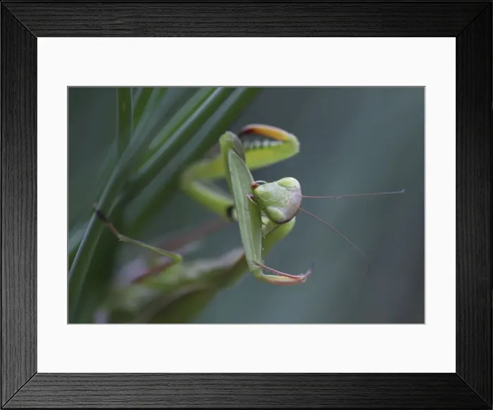 Framed Print : European Mantid / Praying Mantis - grooming - Oregon - USA Framed Print : European Mantid / Praying Mantis - grooming - Oregon - USA