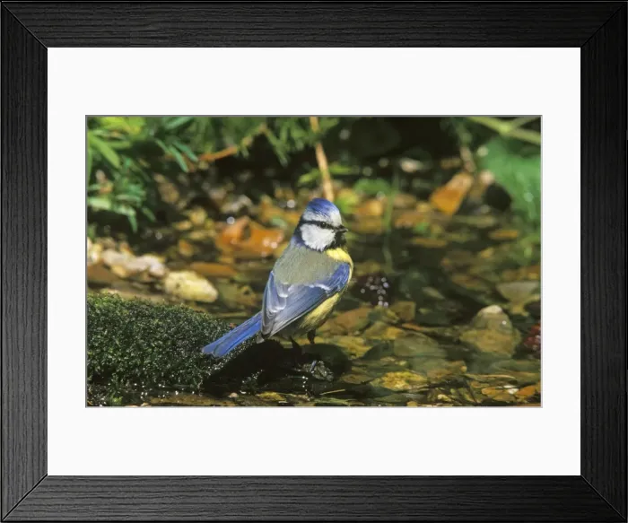 Framed Print : Blue Tit - by water pool Framed Print : Blue Tit - by water pool