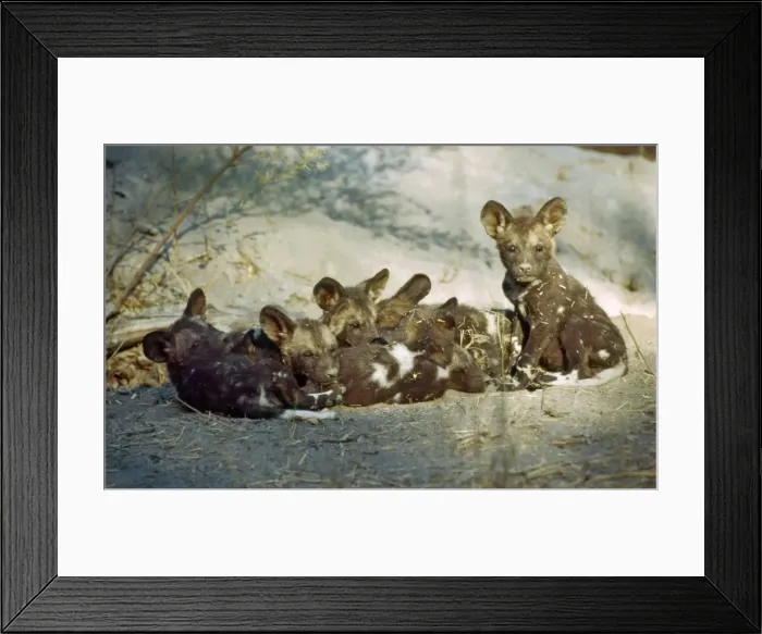Framed Print : Wild Dog pups CRH 970 Huddle for warmth outside den - Moremi, Botswana Lycaon pictus © Chris Harvey / ardea. com Framed Print : Wild Dog pups CRH 970 Huddle for warmth outside den - Moremi, Botswana Lycaon pictus © Chris Harvey / ardea. com