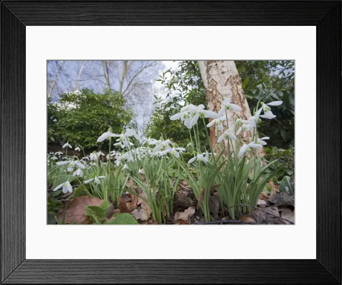 Framed Print : Snowdrops - growing wild in woodland - Essex - UK PL002121 Framed Print : Snowdrops - growing wild in woodland - Essex - UK PL002121