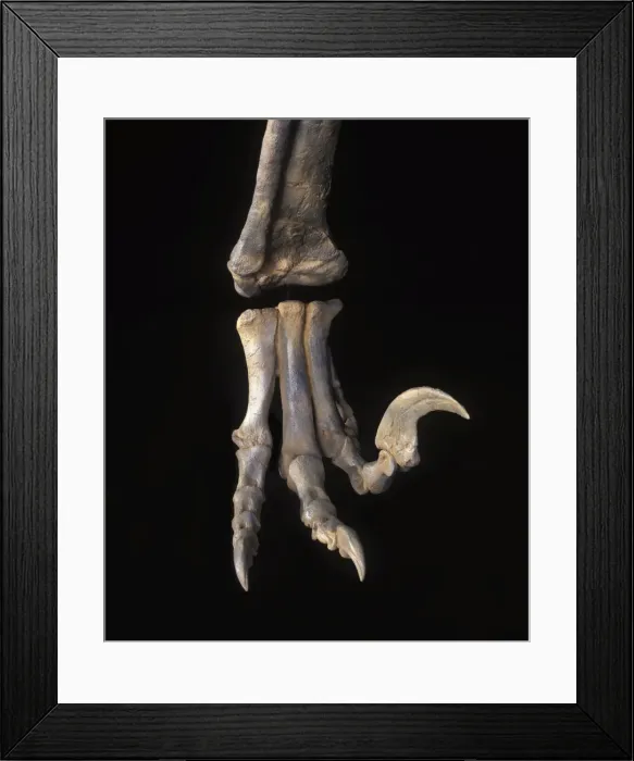 Framed Print : Dinosaurs - Theropods - Dromaeosaurs - Utahraptor: close up of foot Utahraptor was a large raptor (predatory dinosaur). From the Cedar Mountain Formation of Grand County, Utah Framed Print : Dinosaurs - Theropods - Dromaeosaurs - Utahraptor: close up of foot Utahraptor was a large raptor (predatory dinosaur). From the Cedar Mountain Formation of Grand County, Utah