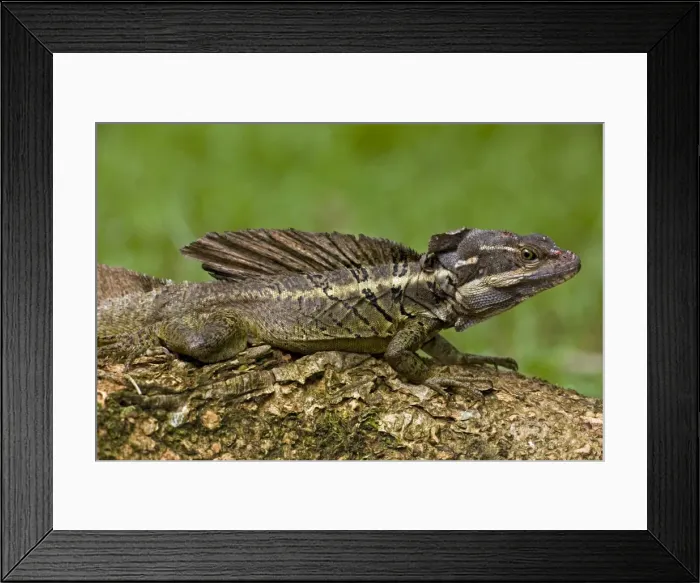 Framed Print : Common Basilisk - tropical rainforest - capable of running across water - Costa Rica Framed Print : Common Basilisk - tropical rainforest - capable of running across water - Costa Rica