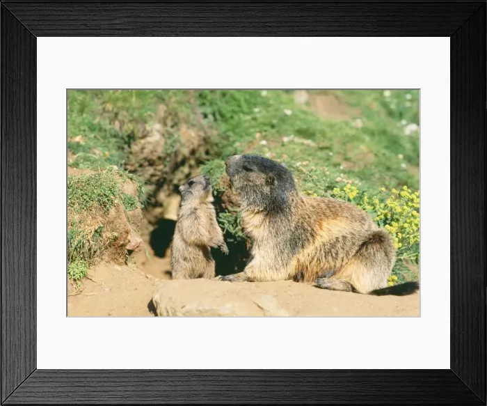 Framed Print : European / Alpine Marmot ED 654 Female & young, Swiss Alps. Marmota marmota © Eric Dragesco / ARDEA LONDON Framed Print : European / Alpine Marmot ED 654 Female & young, Swiss Alps. Marmota marmota © Eric Dragesco / ARDEA LONDON