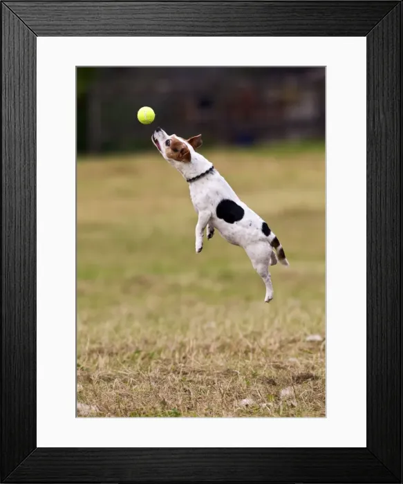 Framed Print : Jack Russell - jumping for ball 14277