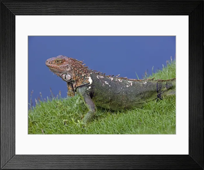 Framed Print : Green Iguana - Tropical rainforest - Costa Rica Framed Print : Green Iguana - Tropical rainforest - Costa Rica