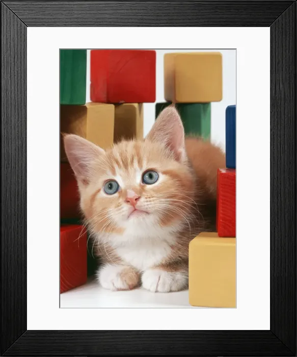 Framed Print : Cat JD 16480E Ginger kitten & building blocks © John Daniels / ardea. com Framed Print : Cat JD 16480E Ginger kitten & building blocks © John Daniels / ardea. com