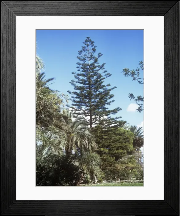 Framed Print : Norfolk Island Pine Framed Print : Norfolk Island Pine