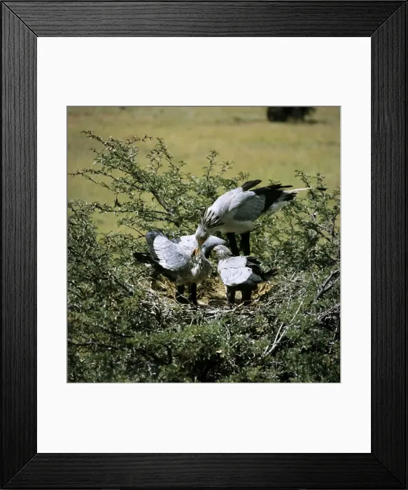 Framed Print : Secretary Bird - feeding chicks water Framed Print : Secretary Bird - feeding chicks water