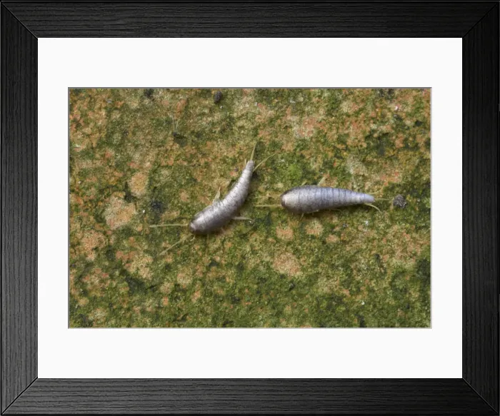 Framed Print : Silverfish - Essex, UK IN000755 Framed Print : Silverfish - Essex, UK IN000755