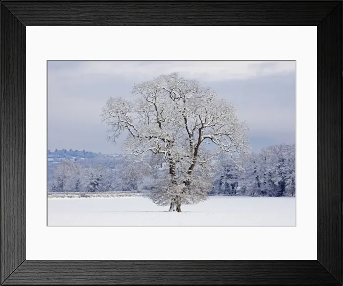 Framed Print : Mature Oak Tree - covered in winter snow - December - Herefordshire - UK Framed Print : Mature Oak Tree - covered in winter snow - December - Herefordshire - UK