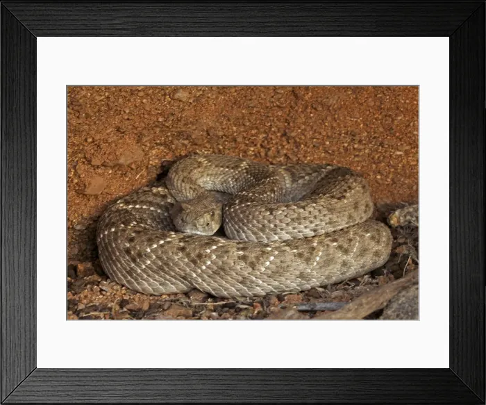 Framed Print : Western Diamond-backed Rattlesnake - emerging from winter hibernation site - March 2011 - Arizona - Sonoran desert Framed Print : Western Diamond-backed Rattlesnake - emerging from winter hibernation site - March 2011 - Arizona - Sonoran desert