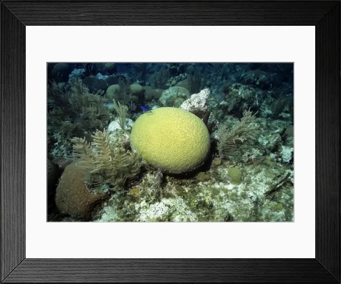 Framed Print : Symmetrical Brain Coral - Bay Islands - Honduras Framed Print : Symmetrical Brain Coral - Bay Islands - Honduras