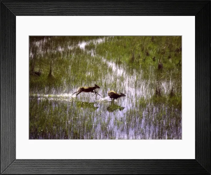 Framed Print : Sitatungas CRH 912 Running through wetland marshes Okavango, Botswana Tragelaphus spekei © Chris Harvey / ardea. com Framed Print : Sitatungas CRH 912 Running through wetland marshes Okavango, Botswana Tragelaphus spekei © Chris Harvey / ardea. com