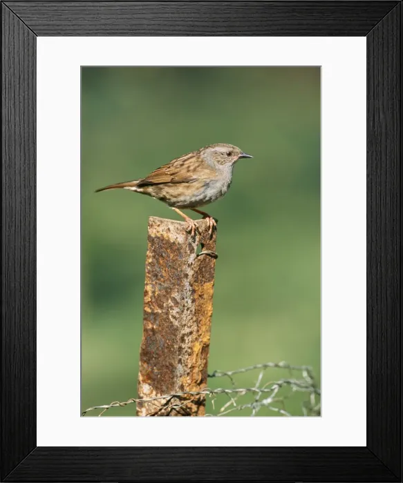 Framed Print : Dunnock JD 16260 Prunella modularis © John Daniels / ardea. com Framed Print : Dunnock JD 16260 Prunella modularis © John Daniels / ardea. com