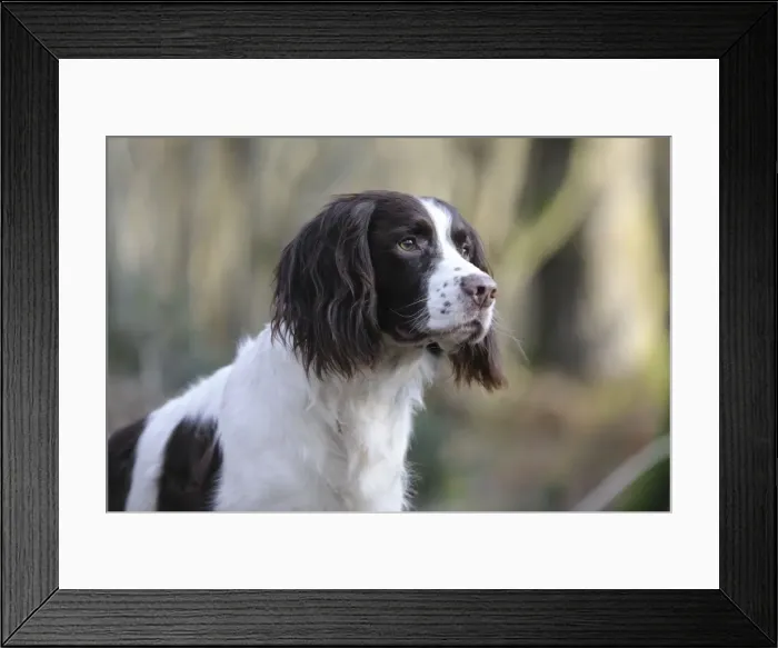 Framed Print : DOG - English springer spaniel (head shot) Framed Print : DOG - English springer spaniel (head shot)