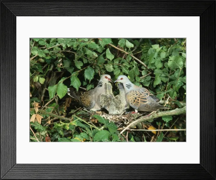 Framed Print : Turtle Dove - at nest with young Framed Print : Turtle Dove - at nest with young