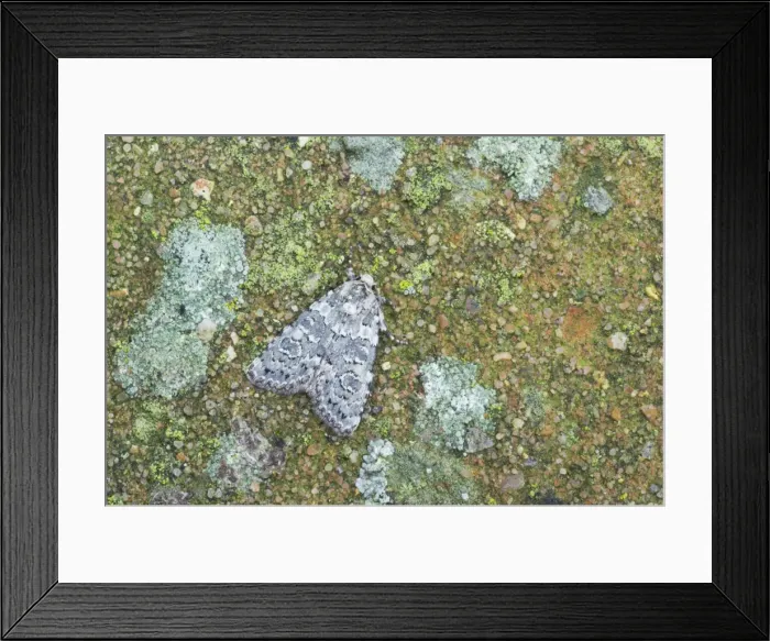 Framed Print : Marbled Beauty Moth - Essex, UK IN000683 Framed Print : Marbled Beauty Moth - Essex, UK IN000683