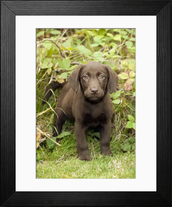 Framed Print : DOG. Chocolate labrador puppy (13 weeks) Framed Print : DOG. Chocolate labrador puppy (13 weeks)