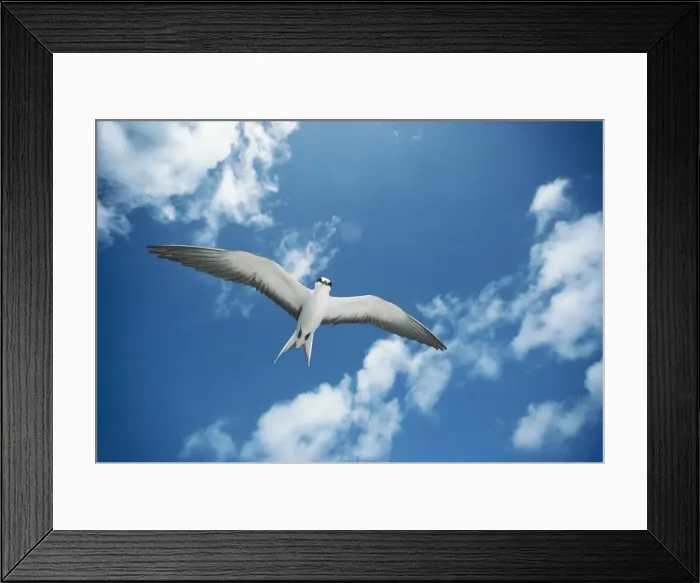 Framed Print : Sooty Tern FG 4715 In flight Sterna fuscata © Francois Gohier / ardea. com Framed Print : Sooty Tern FG 4715 In flight Sterna fuscata © Francois Gohier / ardea. com