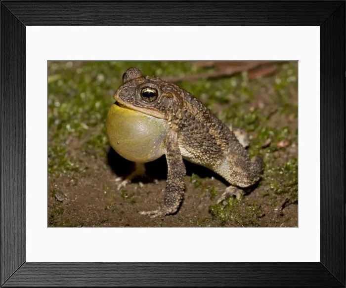 Framed Print : Southern Roundgland Toad - male calling to attract females - Costa Rica Framed Print : Southern Roundgland Toad - male calling to attract females - Costa Rica