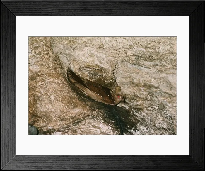 Framed Print : Oilbird DE 2533 Steatornis caripensis © M. D. England / ardea. com Framed Print : Oilbird DE 2533 Steatornis caripensis © M. D. England / ardea. com