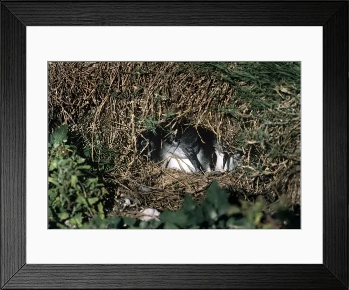 Framed Print : Wedge-tailed Shearwater Framed Print : Wedge-tailed Shearwater