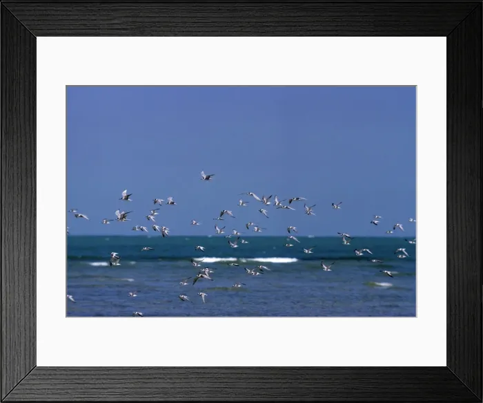 Framed Print : Little Tern Framed Print : Little Tern