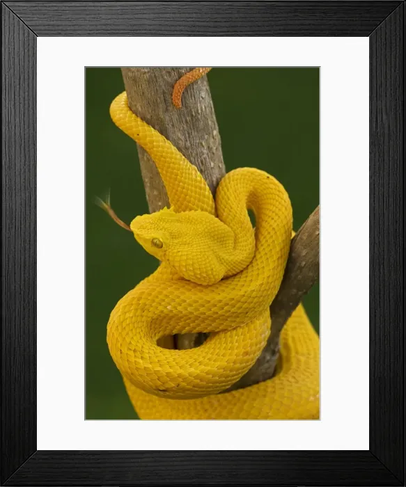 Framed Print : Eyelash Palm-pitviper - captive - tropical rainforest - venomous - Costa Rica Framed Print : Eyelash Palm-pitviper - captive - tropical rainforest - venomous - Costa Rica