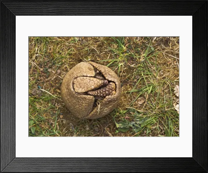 Framed Print : Three Banded Armadillo - opening - sequence 1 of 3 - controlled conditions 12980 Framed Print : Three Banded Armadillo - opening - sequence 1 of 3 - controlled conditions 12980