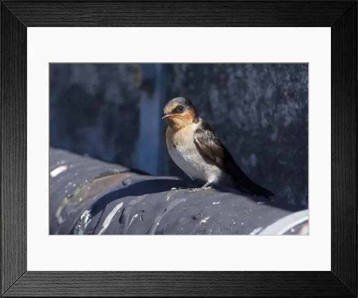 Framed Print : Welcome Swallow - perched - Waikuku, Canterbury, New Zealand Framed Print : Welcome Swallow - perched - Waikuku, Canterbury, New Zealand