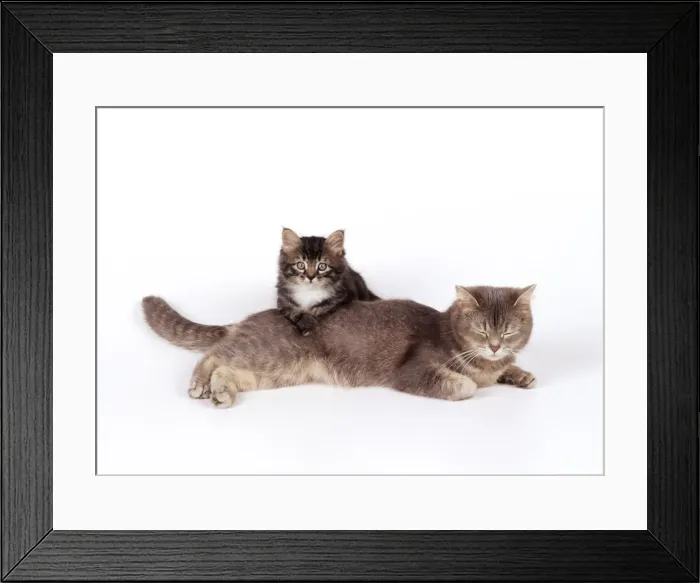 Framed Print : Cat JD 13479 Mother & 8 week old Kitten © John Daniels / ardea. com Framed Print : Cat JD 13479 Mother & 8 week old Kitten © John Daniels / ardea. com