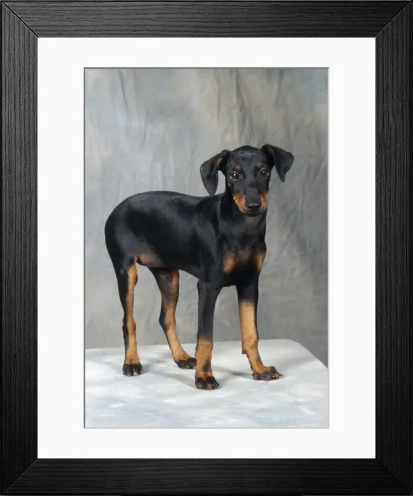 Framed Print : Manchester Terrier Dog JD 10727 © John Daniels / ardea. com Framed Print : Manchester Terrier Dog JD 10727 © John Daniels / ardea. com